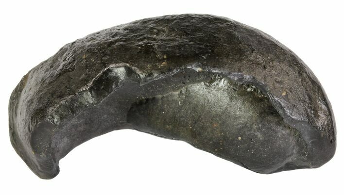 Fossil Whale Ear Bone - Miocene #63522